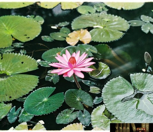 Công văn 11566/QLD-CL hồ sơ đề nghị công bố cơ sở đạt PIC/S-GMP và EU-GMP