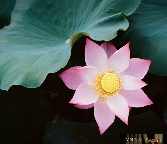 Công văn 11568 /QLD-CL công bố cơ sở sản xuất thuốc đạt tiêu chuẩn PIC/S-GMP và EU- GMP