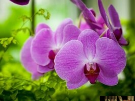 Công văn 9909/QLD-KD năm 2018