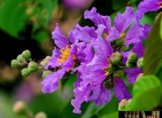 Công văn 9993/QLD-ĐK năm 2018