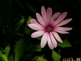 Công văn 9753/QLD-ĐK