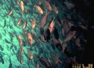 Công văn 11263/QLD-ĐK công bố danh mục NLLT không cần giấy phép nhập khẩu