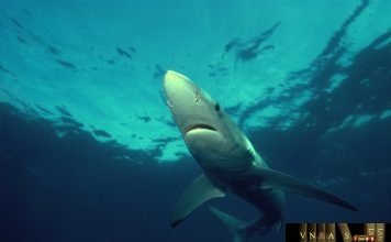 Công văn số 10796/QLD-CL cung cấp thông tin liên hệ Công văn số 10796/QLD-CL cung cấp thông tin liên hệ