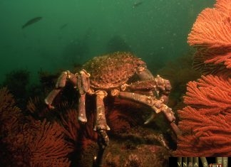 Công văn 11262/QLD-ĐK công bố danh mục NLLT không cần giấy phép nhập khẩu Công văn 11262/QLD-ĐK công bố danh mục NLLT không cần giấy phép nhập khẩu