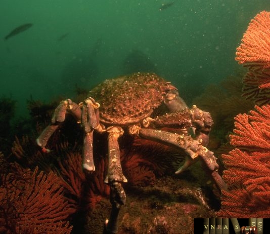 Công văn 11262/QLD-ĐK công bố danh mục NLLT không cần giấy phép nhập khẩu