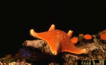 Công văn 10518/QLD-CL công bố danh sách công ty nước ngoài có thuốc vi phạm chất lượng