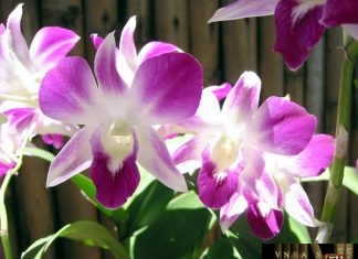 QUYẾT ĐỊNH 4442/QĐ-BYT