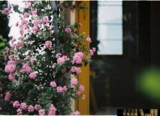 Công văn 11730/QLD-ĐK công bố danh mục NLLT phải có giấy phép nhập khẩu