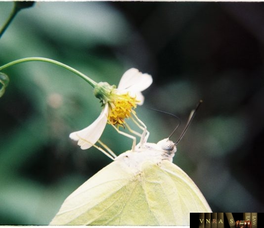 Quyết định 3874/QĐ-BYT ban hành tài liệu chuyên môn "Hướng dẫn điều trị bệnh phổi tắc nghẽn mãn tính"