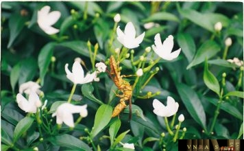 Giấy mời tham dự hội nghị ủy ban tư vấn ASEAN về tiêu chuẩn và chất lượng