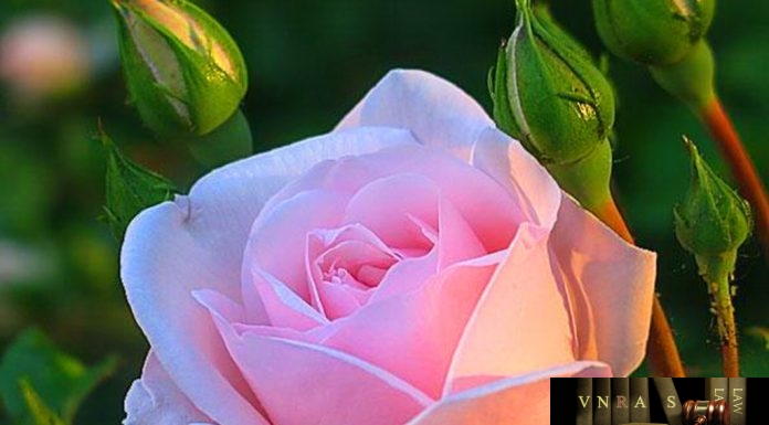 Quyết định 399/QĐ-QLD năm 2018 rút giấy đăng ký lưu hành thuốc Quyết định 399/QĐ-QLD năm 2018