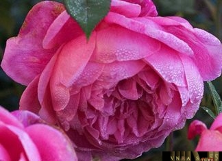 Quyết định 449/QĐ-QLD danh mục 01 thuốc được cấp SĐK đợt 162 bổ sung Quyết định 449/QĐ-QLD năm 2018