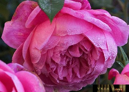 Quyết định 449/QĐ-QLD năm 2018