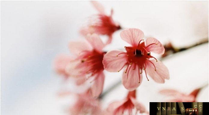 Công văn 12448/QLD-TTra xử lý hồ sơ đề nghị cấp, gia hạn giấy ĐKLH thuốc công ty CPD Minh Hải