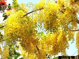 Công văn 4081/ATTP-SP năm 2018