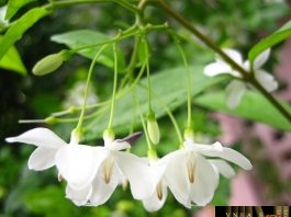 Quyết định 4592/QĐ-BYT năm 2018