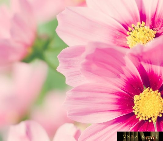 Công văn 4713/BYT-VPB6 cập nhật TTHC được ban hành tại Thông tư 56/2017/TT-BYT Công văn 4713/BYT-VPB6