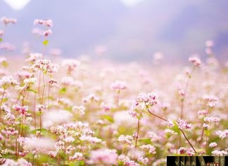 Quyết định 5071/QĐ-BYT