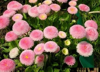 Quyết định 599/QĐ-QLD thu hồi số tiếp nhận Phiếu công bố SP mỹ phẩm Quyết định 599/QĐ-QLD