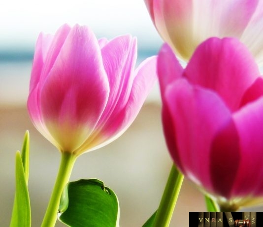 Công văn 1217/KCB-PHCN&GĐ