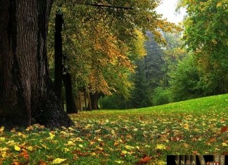 Công văn 18130/QLD-ĐK năm 2018 DMNL không yêu cầu GPNK Công văn 18130/QLD-ĐK năm 2018