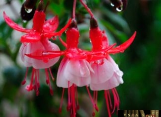 Thông tư 24/2018/TT-BYT thành lập Hội đồng tư vấn chuyên môn đánh giá nguyên nhân tai biến nặng trong quá trình sử dụng vắc xin