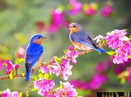 Thông tư 27/2018/TT-BYT