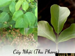 Lá, hoa, quả của cây Nhội