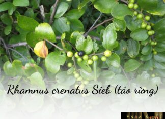 Mô tả cây Táo Rừng