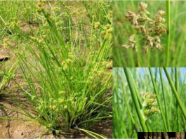 Cỏ bấc đèn-Juncus effusus