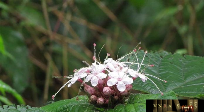 Cây Bạch Đồng Nữ (Bần Trắng) – Những cây thuốc và vị thuốc Việt Nam – Đỗ Tất Lợi Bạch Đồng Nữ