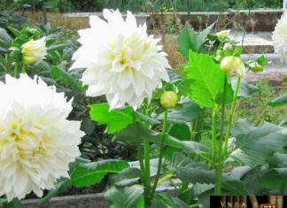 Cây Bạch Thược – Những cây thuốc và vị thuốc Việt Nam – Đỗ Tất Lợi Bạch Thược