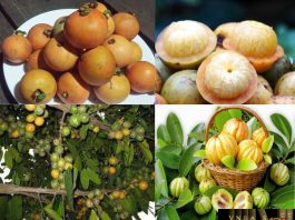 Bứa