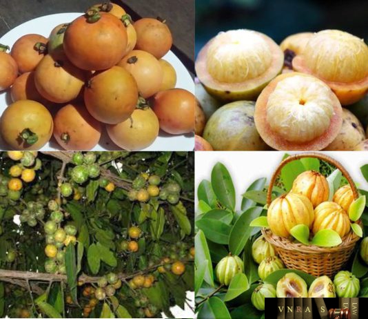 Bứa