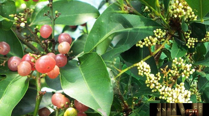 Cây Bưởi Bung (Cây Cơm Rượu) – Những cây thuốc và vị thuốc Việt Nam – Đỗ Tất Lợi Bưởi Bung