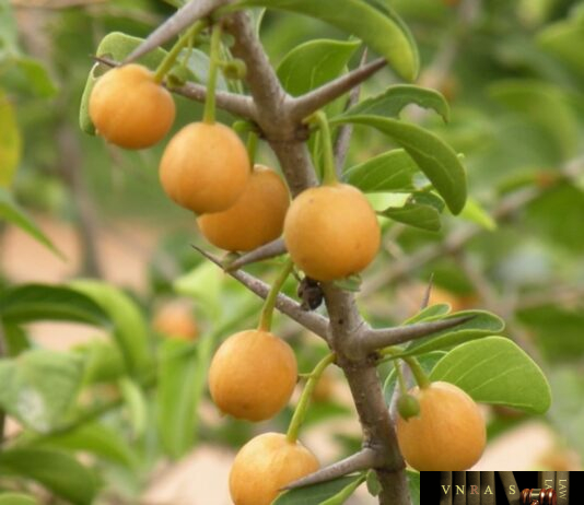 Cẩm Xà Lặc