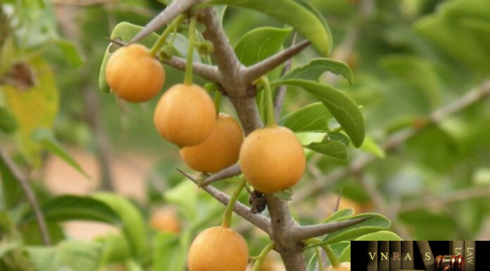 Cẩm Xà Lặc (Găng Vàng, Mỏ Quạ) – Những cây thuốc và vị thuốc Việt Nam – Đỗ Tất Lợi Cẩm Xà Lặc