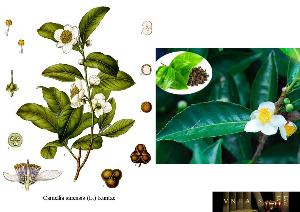 Cây Chè - Camellia sinensis O.Ktze