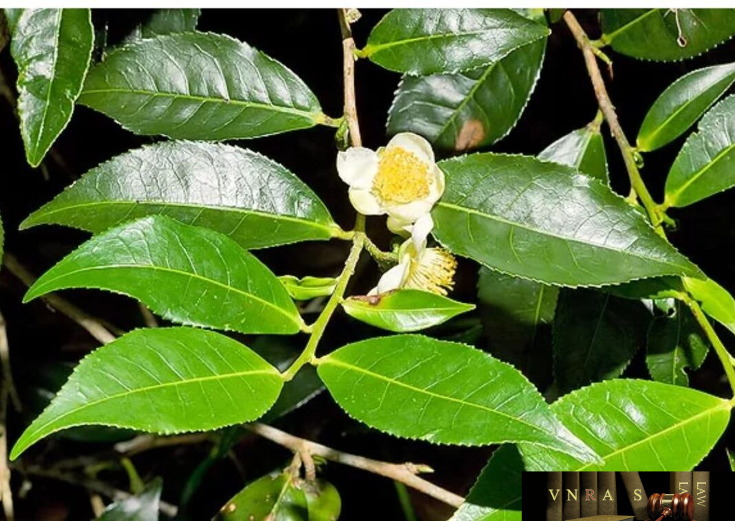 Cây Chè - Những cây thuốc và vị thuốc Việt Nam - Đỗ Tất Lợi - Vietnam ...