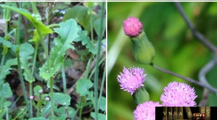 Cây Rau Má Lá Rau Muống