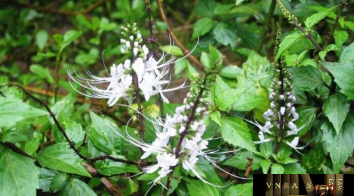 Cây Râu Mèo (Cây Bông Bạc) – Những cây thuốc và vị thuốc Việt Nam – Đỗ Tất Lợi