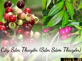 Cây Sắn Thuyền