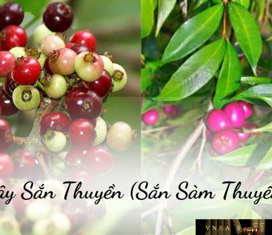 Cây Sắn Thuyền