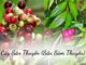 Cây Sắn Thuyền