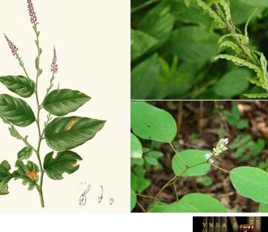 Cây Thóc Lép (Cỏ Cháy)