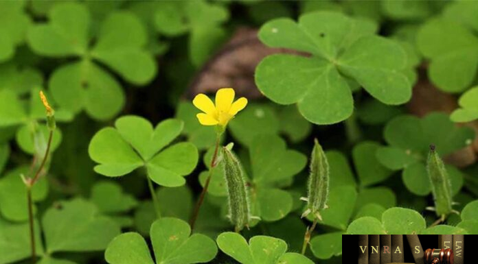 Chua Me Đất Hoa Vàng (Toàn Tương Thảo) – Những cây thuốc và vị thuốc Việt Nam – Đỗ Tất Lợi Chua Me Đất Hoa Vàng