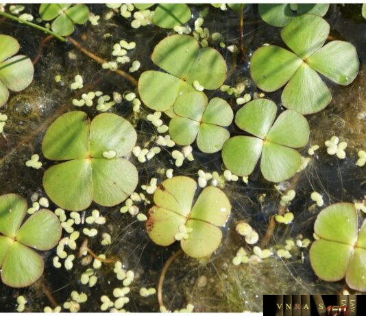 Cỏ Bợ - Marsilea quadrifolia