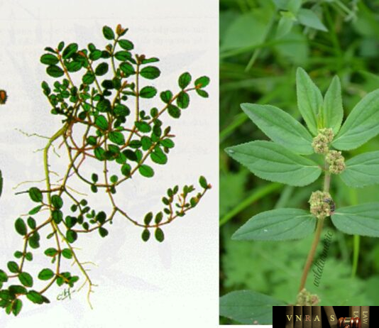 Cỏ Sữa Nhỏ Lá