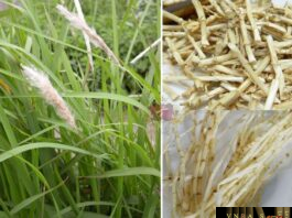 Cây cỏ tranh - Imperata cylindrica