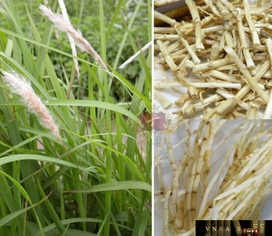 Cây cỏ tranh - Imperata cylindrica